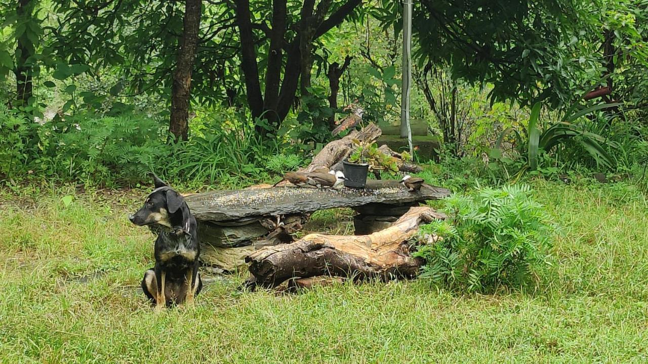 Hobo Huts By The Riverside Panuanaula Exterior photo